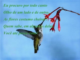 Eu procuro por todo canto Olho de um lado e de outro... As flores costumo cheirar: Quem sabe, em algumas delas, Você até possa estar! 