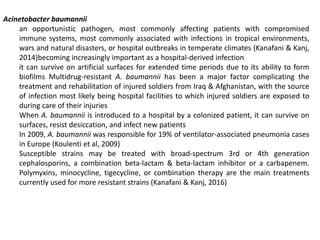 Acinetobacter baumannii
an opportunistic pathogen, most commonly affecting patients with compromised
immune systems, most commonly associated with infections in tropical environments,
wars and natural disasters, or hospital outbreaks in temperate climates (Kanafani & Kanj,
2014)becoming increasingly important as a hospital-derived infection
it can survive on artificial surfaces for extended time periods due to its ability to form
biofilms Multidrug-resistant A. baumannii has been a major factor complicating the
treatment and rehabilitation of injured soldiers from Iraq & Afghanistan, with the source
of infection most likely being hospital facilities to which injured soldiers are exposed to
during care of their injuries
When A. baumannii is introduced to a hospital by a colonized patient, it can survive on
surfaces, resist desiccation, and infect new patients
In 2009, A. baumannii was responsible for 19% of ventilator-associated pneumonia cases
in Europe (Koulenti et al, 2009)
Susceptible strains may be treated with broad-spectrum 3rd or 4th generation
cephalosporins, a combination beta-lactam & beta-lactam inhibitor or a carbapenem.
Polymyxins, minocycline, tigecycline, or combination therapy are the main treatments
currently used for more resistant strains (Kanafani & Kanj, 2016)
 