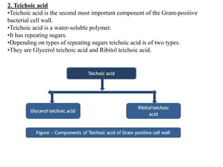 2. Teichoic acid
•Teichoic acid is the second most important component of the Gram-positive
bacterial cell wall.
•Teichoic acid is a water-soluble polymer.
•It has repeating sugars.
•Depending on types of repeating sugars teichoic acid is of two types.
•They are Glycerol teichoic acid and Ribitol teichoic acid.
 