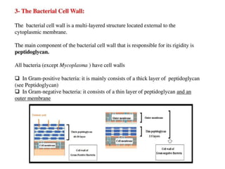 Baterial cell wall