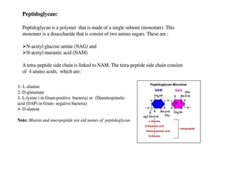 Baterial cell wall