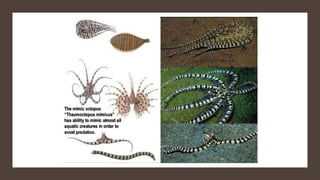 Mimicry: mullerian and batesian mimicry | PDF