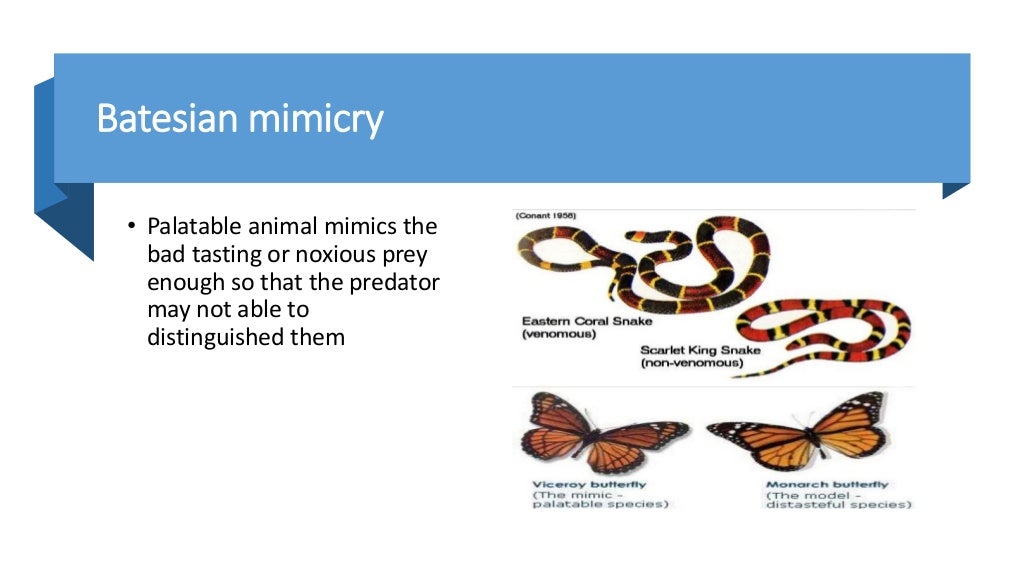 Mimicry mullerian and batesian mimicry