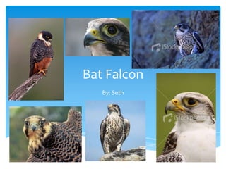 Bat Falcon
   By: Seth
 