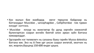 Батгана | PPT