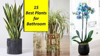 15
Best Plants
for
Bathroom
 