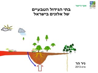 אגף הייעור 
בתי הגידול הטבעיים 
של אלונים בישראל 
ניר הר 
מרס 2013 
 