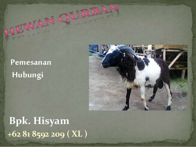 62 81 8592 209 Xl Penyembelihan Hewan Qurban Kambing Peternaka