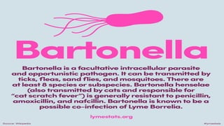 Bartonella