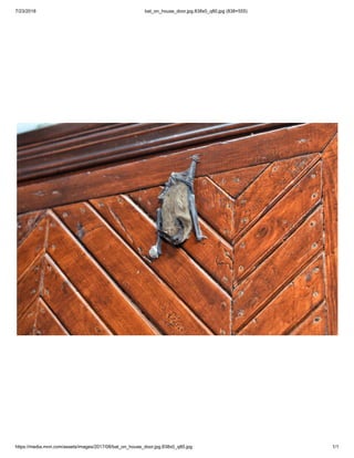 7/23/2018 bat_on_house_door.jpg.838x0_q80.jpg (838×555)
https://media.mnn.com/assets/images/2017/08/bat_on_house_door.jpg.838x0_q80.jpg 1/1
 
