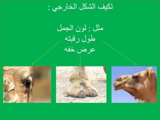 ‫الخارجي‬ ‫الشكل‬ ‫تكيف‬:
‫مثل‬:‫الجمل‬ ‫لون‬
‫رقبته‬ ‫طول‬
‫خفه‬ ‫عرض‬
 