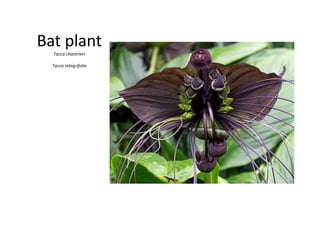 Bat plant
Tacca chantrieri
Tacca integrifolia
 