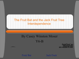 The Fruit Bat and the Jack Fruit Tree Interdependence By Casey Winston Moser Y6-B Fruit Bat Jack Fruit 