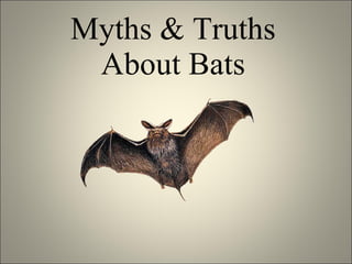Myths & Truths About Bats 