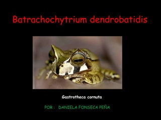 Batrachochytrium dendrobatidis




             Gastrotheca cornuta

       POR : DANIELA FONSECA PEÑA
 