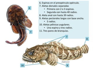 6. Espinas en el preopérculo opérculo.
7. Aletas dorsales separadas
• Primera con 2 o 3 espinas.
• Segunda con hasta 40 radios.
8. Aleta anal con hasta 39 radios.
9. Aletas pectorales largas con base ancha.
• 5 radios.
10. Aletas pélvicas yugulares.
• Una espina y tres radios.
11. Tres pares de branquias.
6
7
8
910
7
 