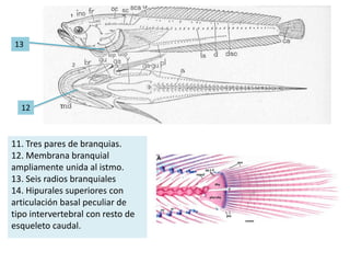 11. Tres pares de branquias.
12. Membrana branquial
ampliamente unida al istmo.
13. Seis radios branquiales
14. Hipurales superiores con
articulación basal peculiar de
tipo intervertebral con resto de
esqueleto caudal.
13
12
 