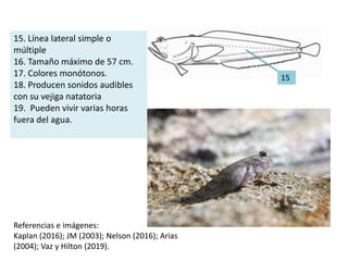 15. Línea lateral simple o
múltiple
16. Tamaño máximo de 57 cm.
17. Colores monótonos.
18. Producen sonidos audibles
con su vejiga natatoria
19. Pueden vivir varias horas
fuera del agua.
15
Referencias e imágenes:
Kaplan (2016); JM (2003); Nelson (2016); Arias
(2004); Vaz y Hilton (2019).
 