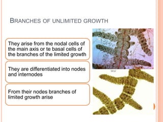 BRANCHES OF UNLIMITED GROWTH
They arise from the nodal cells of
the main axis or te basal cells of
the branches of the limited growth
They are differentiated into nodes
and internodes
From their nodes branches of
limited growth arise
 