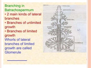 Branching in
Batrachospermum
• 2 main kinds of lateral
branches
• Branches of unlimited
growth
• Branches of limited
growth
Whorls of lateral
branches of limited
growth are called
Glomerule
 