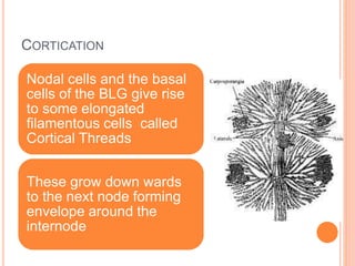 CORTICATION
Nodal cells and the basal
cells of the BLG give rise
to some elongated
filamentous cells called
Cortical Threads
These grow down wards
to the next node forming
envelope around the
internode
 