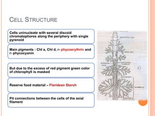 CELL STRUCTURE
Cells uninucleate with several discoid
chromatophores along the periphery with single
pyrenoid
Main pigments : Chl a, Chl d, r- phycoerythrin and
r- phycocyanin
But due to the excess of red pigment green color
of chlorophyll is masked
Reserve food material – Floridean Starch
Pit connections between the cells of the axial
filament
 