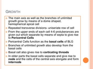 GROWTH
 The main axis as well as the branches of unlimited
growth grow by means of a dome shaped,
hemispherical apical cell
 Repeated transverse divisions- uniseriate row of cell
 From the upper ends of each cell 4-6 protuberances are
given out which separate by means of septa to give rise
to Pericentral Cells
 Pericentral Cells function as the basal cells of BLG
 Branches of unlimited growth also develop from the
basal cells
 Basal cell also gives rise to corticating threads
 In older parts the basal cells separate and give rise to
node and the cells of the central axis elongate and form
internode
 