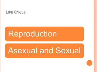 LIFE CYCLE
Reproduction
Asexual and Sexual
 
