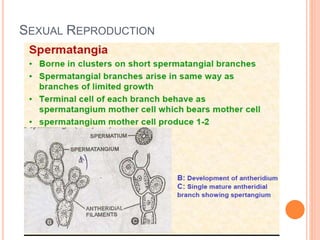 SEXUAL REPRODUCTION
 