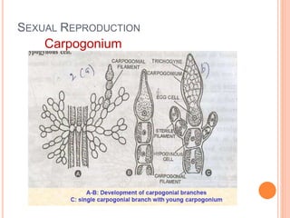 SEXUAL REPRODUCTION
Carpogonium
 