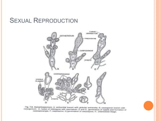 SEXUAL REPRODUCTION
 