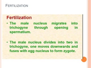 FERTILIZATION
 