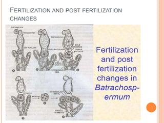 FERTILIZATION AND POST FERTILIZATION
CHANGES
 