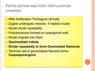 After fertilization Trichogyne shrivels
 Zygote undergoes meiosis- 4 haploid nuclei
 Nuclei divide repeatedly
 Protuberances formed on carpogonial wall
 Nuclei migrate into them
 Gonimoblast initials
 Divide repeatedly to form Gonimoblat filaments
 Terminal cell of gonimoblast filament forms
Carposporangium
FERTILIZATION AND POST FERTILIZATION
CHANGES
 