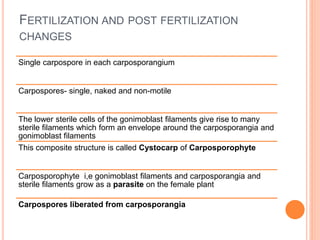 Single carpospore in each carposporangium
Carpospores- single, naked and non-motile
The lower sterile cells of the gonimoblast filaments give rise to many
sterile filaments which form an envelope around the carposporangia and
gonimoblast filaments
This composite structure is called Cystocarp of Carposporophyte
Carposporophyte i,e gonimoblast filaments and carposporangia and
sterile filaments grow as a parasite on the female plant
Carpospores liberated from carposporangia
FERTILIZATION AND POST FERTILIZATION
CHANGES
 