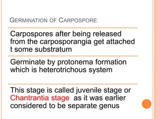 GERMINATION OF CARPOSPORE
Carpospores after being released
from the carposporangia get attached
t some substratum
Germinate by protonema formation
which is heterotrichous system
This stage is called juvenile stage or
Chantrantia stage as it was earlier
considered to be separate genus
 