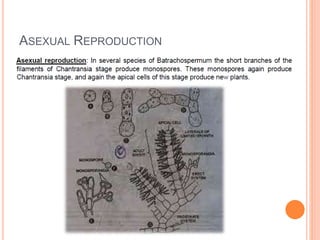 ASEXUAL REPRODUCTION
 