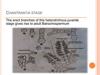 CHANTRANTIA STAGE
The erect branches of this heterotrichous juvenile
stage gives rise to adult Batrachospermum
 