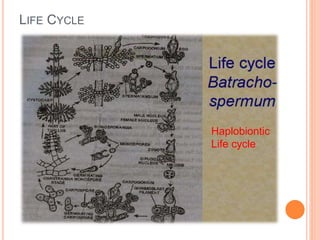 LIFE CYCLE
Haplobiontic
Life cycle
 