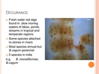 OCCURANCE
 Fresh water red alga
found in slow moving
waters of lakes, ponds,
streams in tropical and
temperate regions
 Some species attached
to stones in rivers
 Most species annual but
B.vagum perennial
 5 species in india
e.g, B .monaliformae,
B.vagum
 