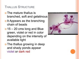 THALLUS STRUCTURE
 The mature thallus is
branched, soft and gelatinous
 It Appears as the branching
chain of beads
 15 – 20 cms long and Blue
green, violet or red in color
depending on the intensity of
available light
 The thallus growing in deep
and shady ponds appear
violet or dark red
 