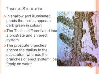 THALLUS STRUCTURE
 In shallow and illuminated
ponds the thallus appears
dark green in colour
 The Thallus differentiated into
a prostrate and an erect
system
 The prostrate branches
anchor the thallus to the
substratum whereas the
branches of erect system float
freely on water
 