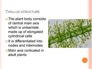 THALLUS STRUCTURE
 The plant body consists
of central main axis
which is uniserriate
made up of elongated
cylindrical cells
 It is differentiated into
nodes and internodes
 Main axis corticated in
adult plants
 