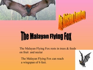 The Malayan Flying Fox The Malayan Flying Fox rests in trees & feeds on fruit  and nectar The Malayan Flying Fox can reach a wingspan of 6 feet. By: Kristen Lumley 