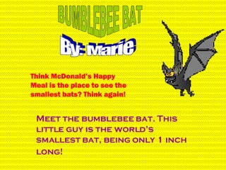 BUMBLEBEE BAT By: Marie Think McDonald’s Happy Meal is the place to see the smallest bats? Think again! Meet the bumblebee bat. This little guy is the world’s smallest bat, being only 1 inch long!   
