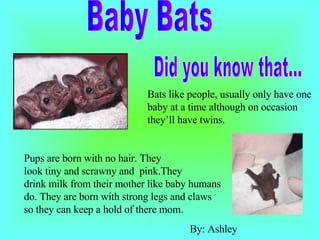 Did you know that... Bats like people, usually only have one baby at a time although on occasion they’ll have twins.  Pups are born with no hair. They  look tiny and scrawny and  pink.They  drink milk from their mother like baby humans do. They are born with strong legs and claws so they can keep a hold of there mom. Baby Bats By: Ashley  