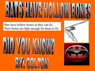BATS HAVE HOLLOW BONES DID YOU KNOW? Bats have hollow bones so they can fly. Their bones are light enough for them to fly. BY: COLTON 