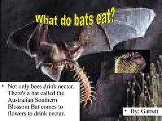 Not only bees drink nectar. There's a bat called the Australian Southern Blossom Bat comes to flowers to drink nectar. What do bats eat? By: Garrett 