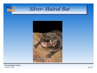 Silver- Haired Bat 