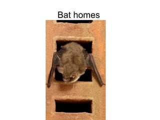 Bat homes  